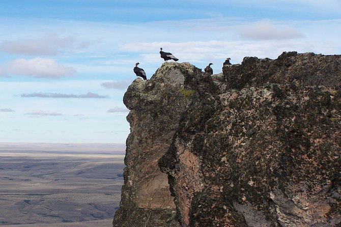 Coyhaique Condor Watching - Inclusions and Amenities