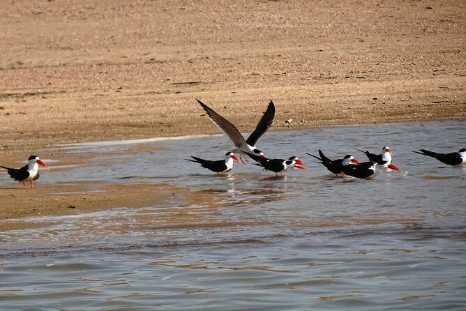 Crocodiles & Birding Trails in Chambal River From Agra