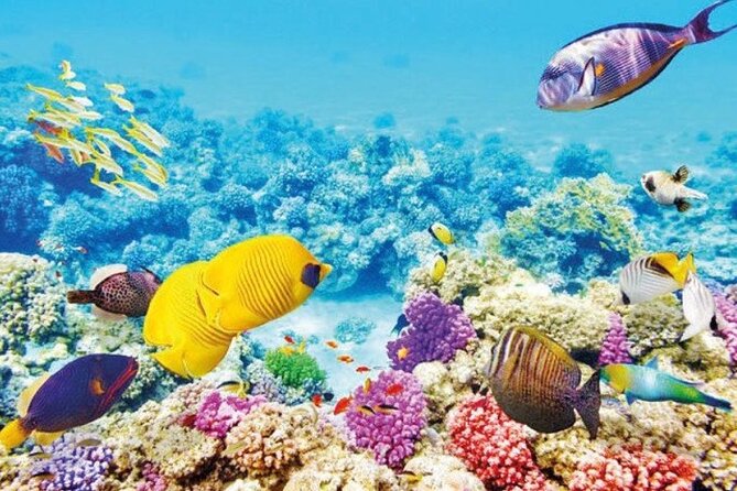 Cruise Experience From Aqaba