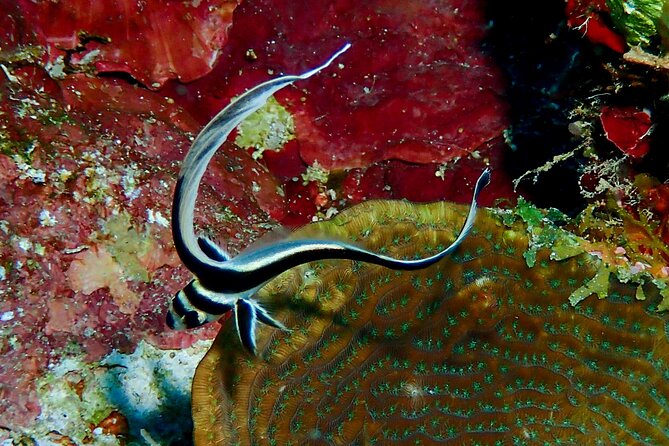 Cruise Guest 2-Dive Excursion With Private Transport - Transportation Information