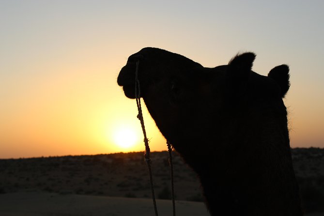 Cultural Show in Great Thar Desert - Live Entertainment With Local Performances
