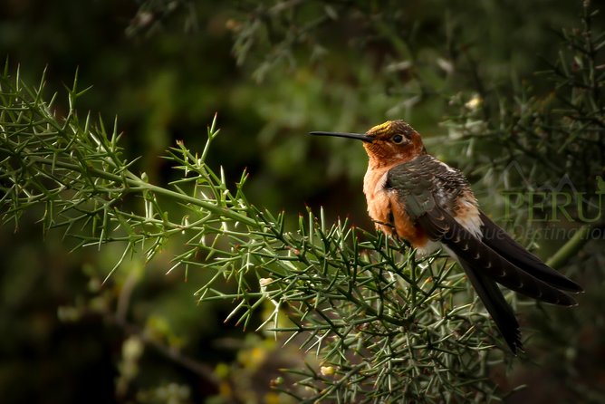 Cusco Birdwatching at Balcón Del Diablo (Halfday) - Birdwatching Experience