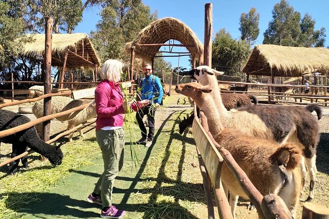 Cusco City & Nearby Ruins (Private Service) - What to Expect