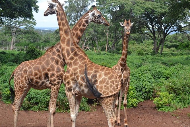David Sheldrick Elephant Orphanage & Giraffe Center Guided Day Tour - Booking Information