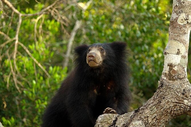 Day Excursions to Wasgamuwa National Park From Colombo - Wildlife Spotting Opportunities