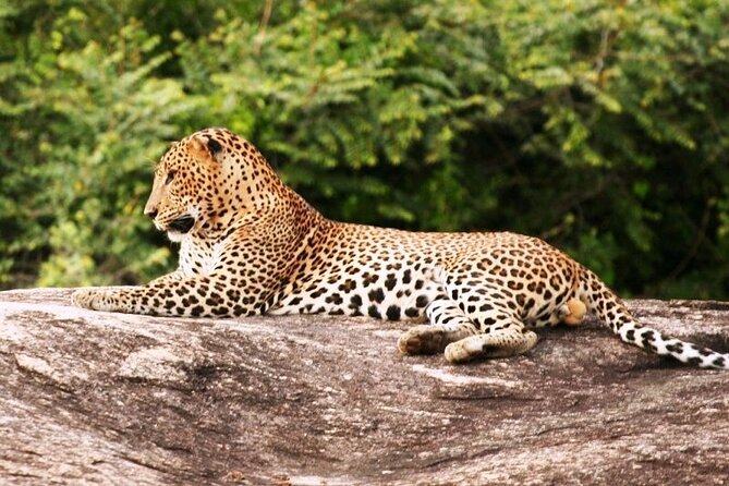 Day Excursions To Yala National Park Jeep Safari Form Galle - Important Details to Note