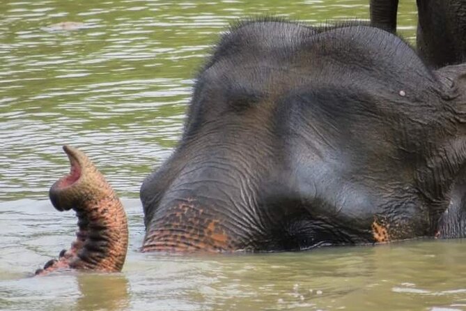 Day Tour From Colombo to Udawalawe National Park Jeep Safari - Inclusions and Pickup