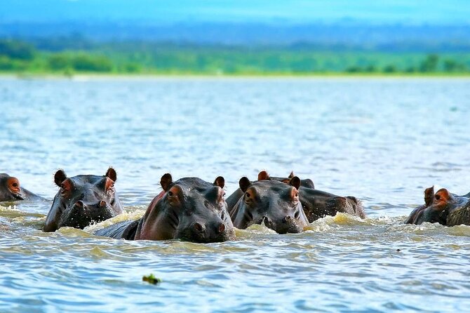 Day Tour of Lake Nakuru and Naivasha National Park From Nairobi - What to Expect