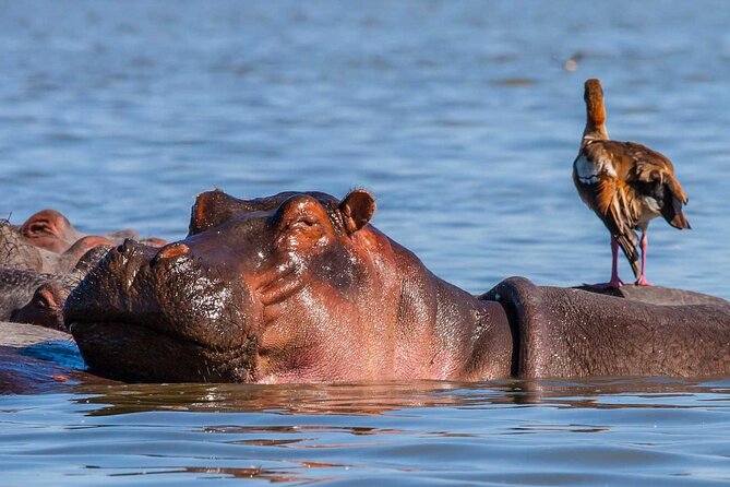 Day Tour to Hells Gate, Lake Naivasha and Crescent Island Walk - Meeting and Pickup Details