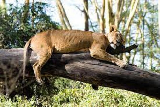 Day Tour to Lake Nakuru With Optional Boat Ride in Lake Naivasha - Location Details