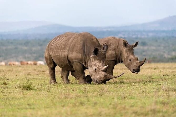 Day Tour to Ol Pejeta Conservancy - Inclusions and Pricing