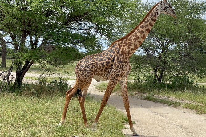 Day Tour to Tarangire National Park From Arusha - Cancellation Policy