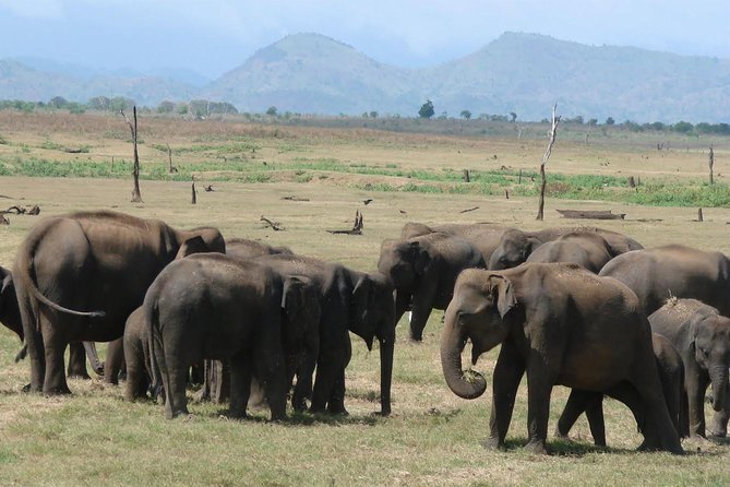 Day Tour to Udawalawe From Colombo - Tour Details