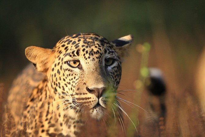 Day Tour to Wilpattu National Park From Bentota - Itinerary Highlights