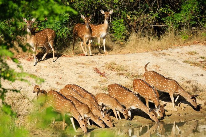 Day Tour to Wilpattu National Park From Negombo
