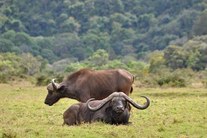 Day Trip Arusha National Park Tour Tanzania Safari - Pickup Points and Start Time