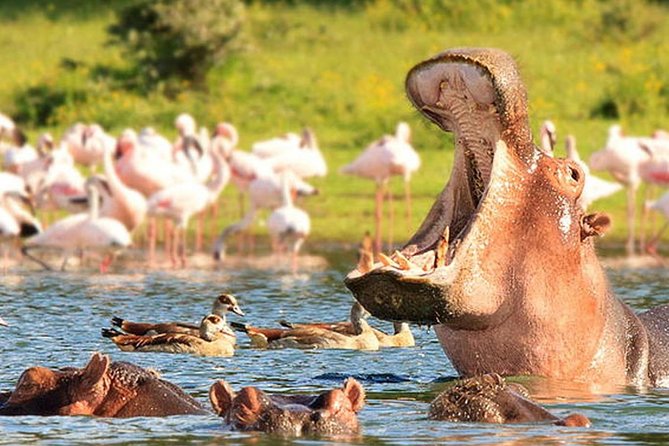 Day Trip Lake Nakuru From Nairobi