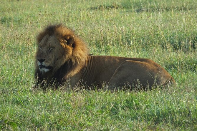 Day Trip Lake Nakuru National Park - Wildlife Encounters