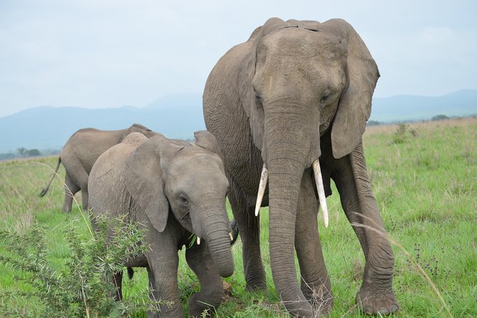 Day Trip Morogoro - Mikumi National Park - Pickup and Transportation Details