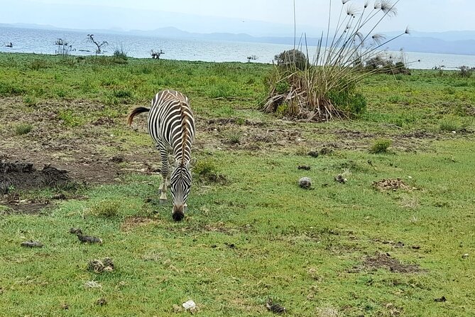 Day Trip Nairobi to Hells Gate National Park and Lake Naivasha - Transportation Details