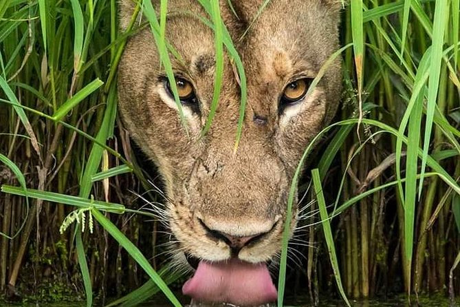 Day Trip Safari to Mikumi National Park From Morogoro - Meeting Point Details