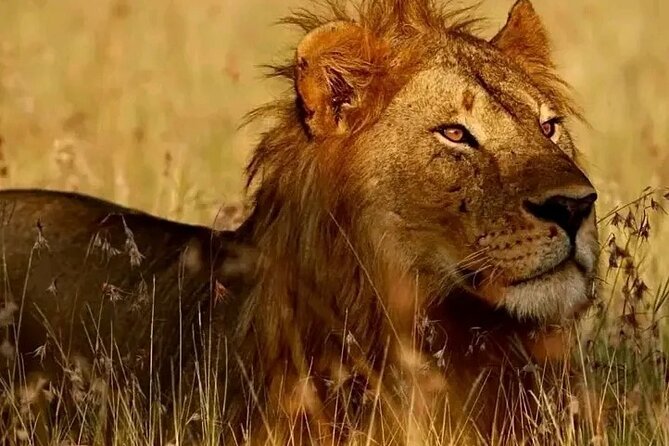 Day Trip Safari to Selous Game Reserve - Pickup Requirements