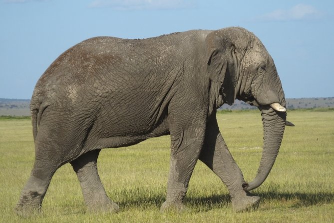 Day Trip to Amboseli National Park - Inclusions