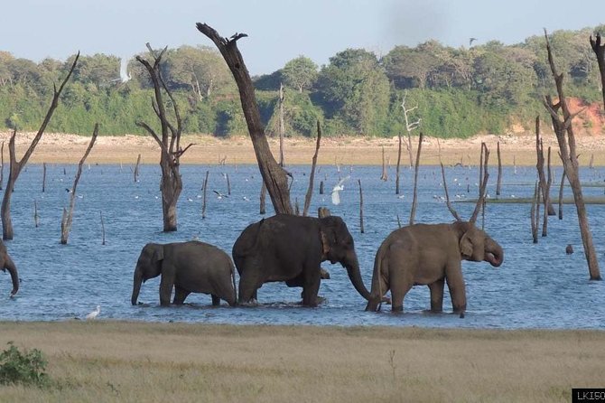 Day Trip To Anuradhapura Kingdom and Wilpattu Safari From Colombo - Tour Inclusions