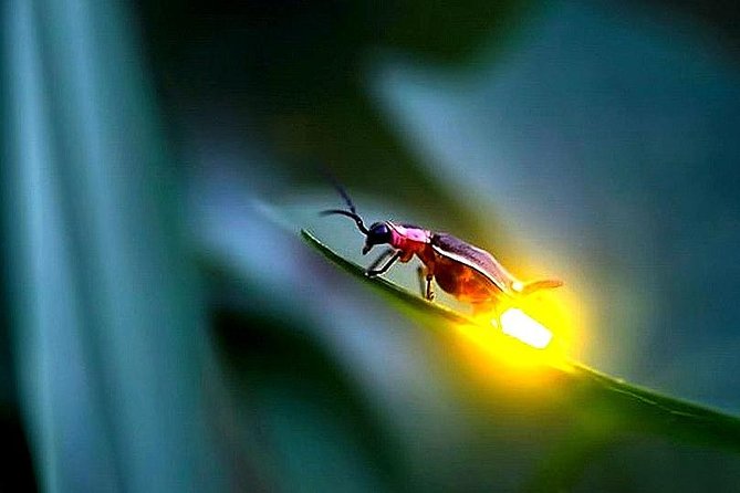 Day Trip to Batu Caves & Firefly - Inclusions and Exclusions