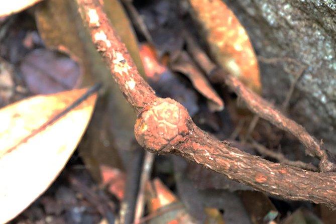 Day-Trip to Gunung Gading Rafflesia Centre From Kuching City - Itinerary