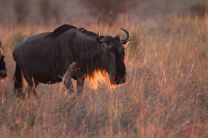 Day Trip To Lake Manyara National Park - Itinerary for the Day Trip