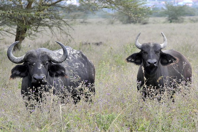 Day Trip To Lake Nakuru National Park