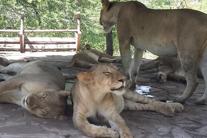 Day Trip to Nyerere Nationals Parks From Zanzibar - Meeting and Pickup Options