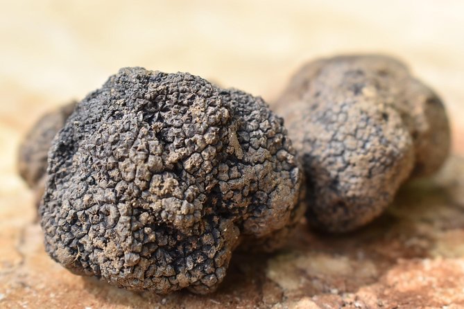 Day Trip: Truffle Hunting With Lunch + Wine Tour With Tasting - Expert Truffle Hunt