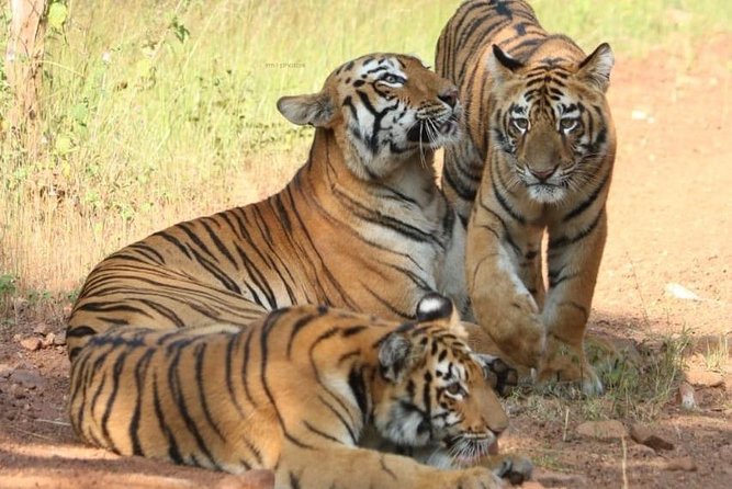 Delhi Agra Jaipur Ranthambore Tigers 5 Days Tour From Delhi - Accommodations and Meals