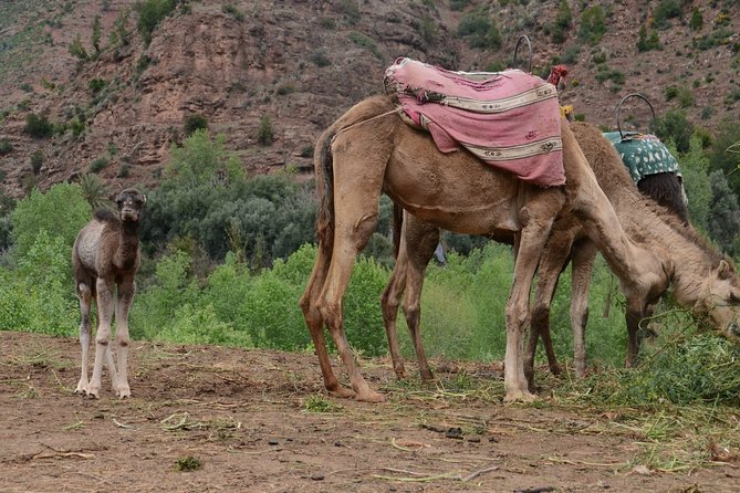 Desert Tours From Casablanca - Additional Information