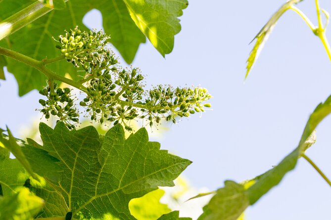 Diamantakis Private Winery Visit and Tasting of 6 Wine Labels - Inclusions and Tour Highlights