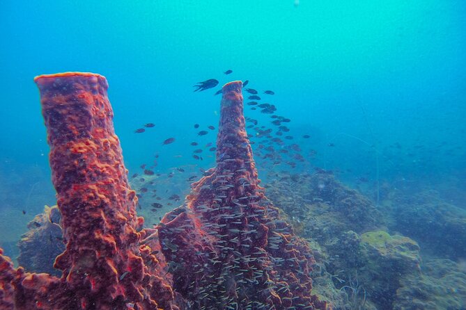 Discover Scuba Diving in Koh Rong - Inclusions and Start Time