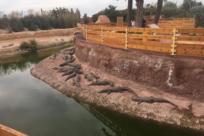 Discover the Amazing Park of CROCODILE - What To Expect