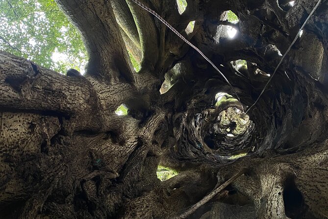 Discover the Hidden Wonders of Monteverde - Unique Wildlife Encounters