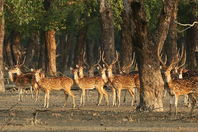 Dive Deep Into the Wild Wonders of Sundarban. - Tour Highlights