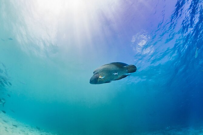 Dive Experience Vacation in Fuvahmulah Maldives - Operating Hours and Schedule
