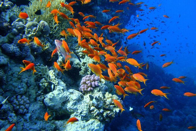 Diving With Private Transfer From the Shores of Sharm El Shaikh
