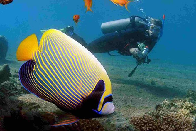 Dolphin Full Day Snorkeling Tour From Hurghada - Transportation Details