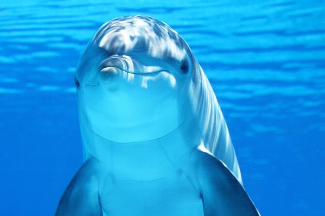 Dolphin Photosession From Hurghada