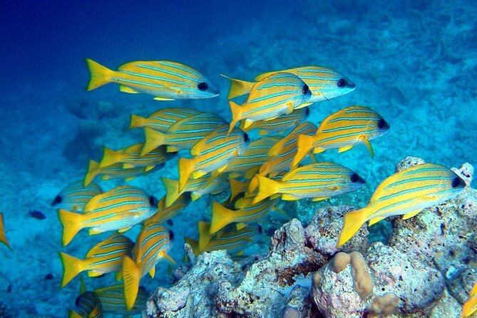 Dolphin Tour; Blue Lagoon Snorkeling; Starfish Adventure; The Rock; Kuza Cave - Blue Lagoon Snorkeling Experience