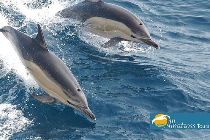 Dolphin Tour - Kizimkazi - Inclusions