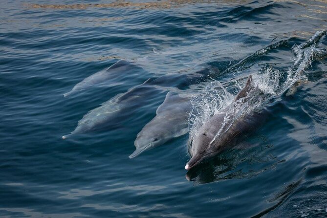 Dolphin Watching and Snorkeling Cruise Experience in Muscat - Meeting Point Details