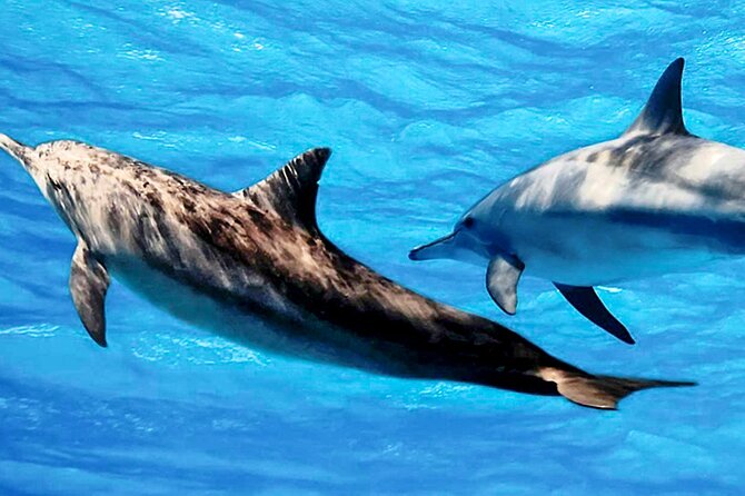 Dolphin Watching Boat Tour From Kalpitiya - Additional Information