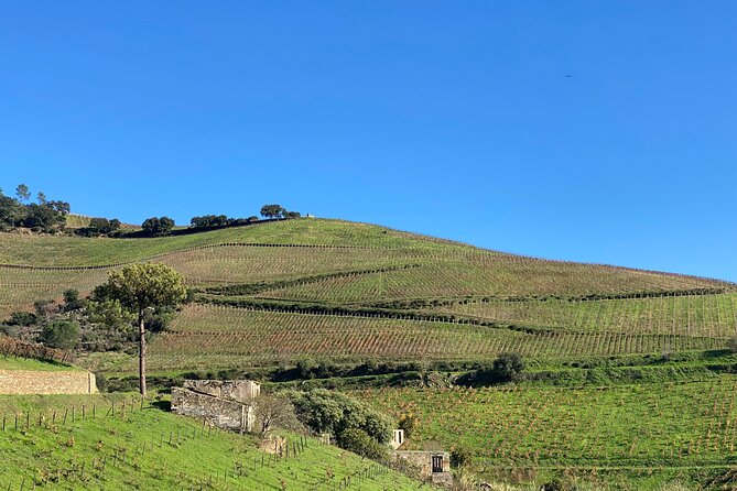 Douro: Walking Tour and Wine Tasting at Quinta Dos Murças - Included Activities
